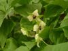 Show product details for Trillium erectum luteum